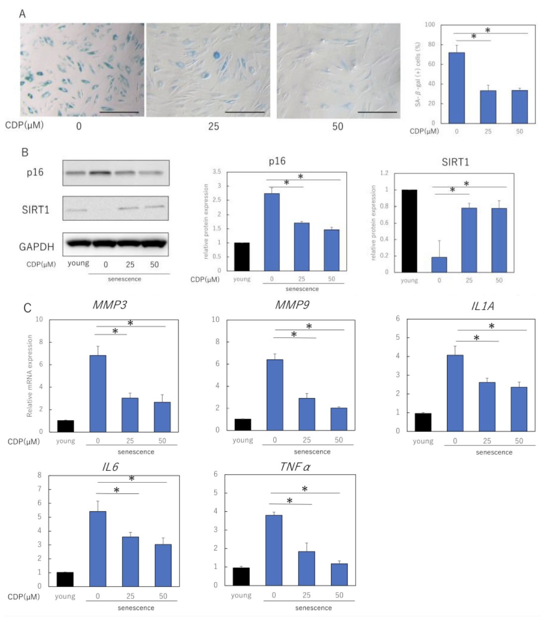 Cistanche deserticola polysaccharide (CDP) reduces senescence markers and SASP gene expression in aged NHDFs, restoring a more youthful cell phenotype.